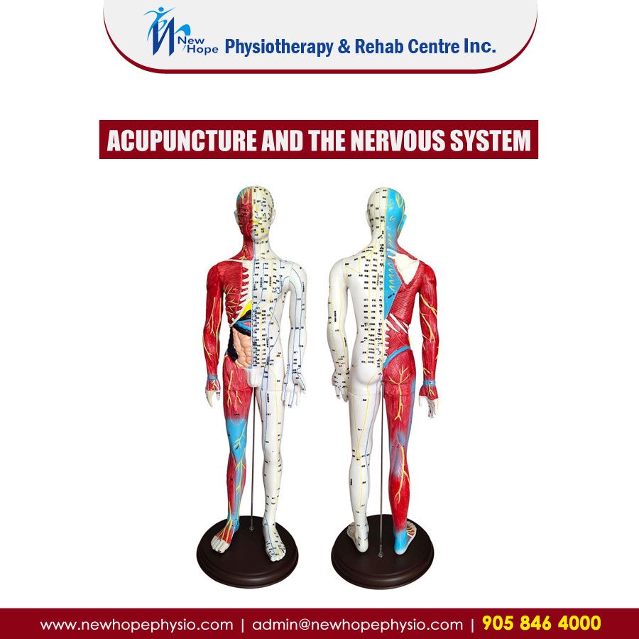 Acupuncture and the Nervous System